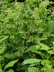 Thalictrum minus hypoleucum