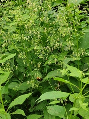 Thalictrum minus hypoleucum