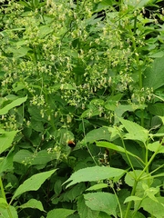Thalictrum minus hypoleucum