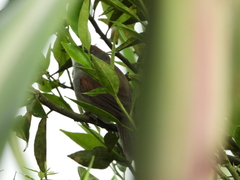 Synallaxis albescens