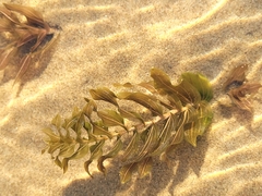 Potamogeton × nitens