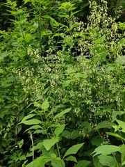 Thalictrum minus hypoleucum