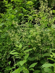 Thalictrum minus hypoleucum