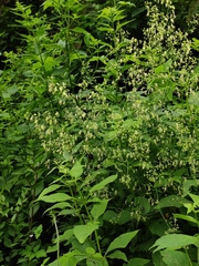 Thalictrum minus hypoleucum