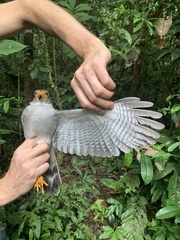 Micrastur gilvicollis