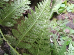 Athyrium yokoscense