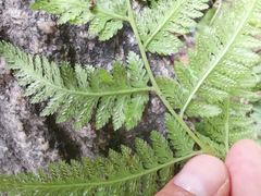 Athyrium yokoscense