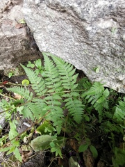 Athyrium yokoscense