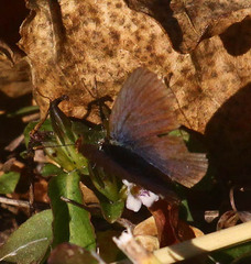Zizeeria knysna