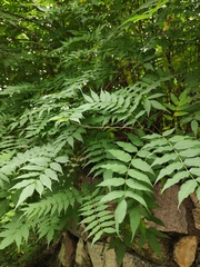 Sorbaria kirilowii