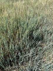Leymus chinensis