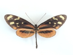 Mechanitis polymnia isthmia