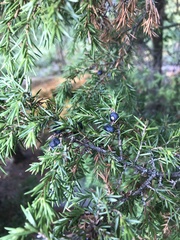 Juniperus communis