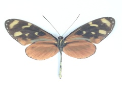 Mechanitis polymnia isthmia