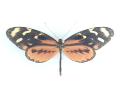 Mechanitis polymnia isthmia