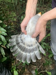 Micrastur gilvicollis