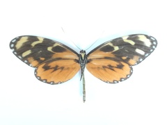 Mechanitis polymnia isthmia