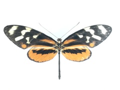 Mechanitis polymnia isthmia