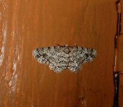 Myrioblephara