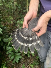 Micrastur gilvicollis