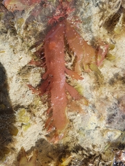 Calliblepharis ciliata