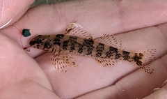 Etheostoma histrio