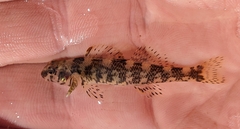 Etheostoma histrio