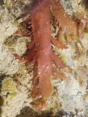 Calliblepharis ciliata