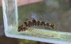Etheostoma histrio
