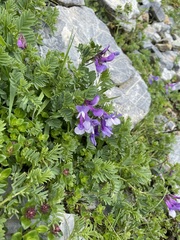 Vicia sosnowskyi