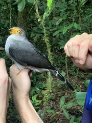 Micrastur gilvicollis