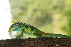 Calotes grandisquamis
