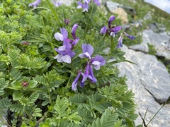 Vicia sosnowskyi