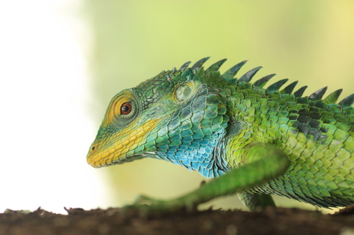 Large Scaled Forest Lizard, Calotes grandisquamis