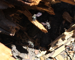 Xylocopa californica californica