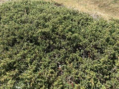 Juniperus sabina