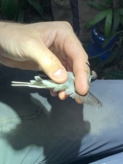 Phaethornis hispidus