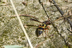 Euodynerus crypticus