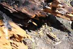 Xylocopa californica californica