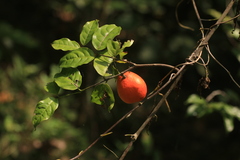 Salacia fruticosa