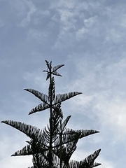 Araucaria heterophylla