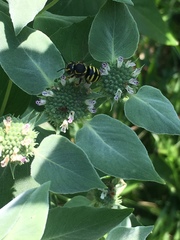 Paranthidium jugatorium