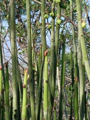 Euphorbia rossiana