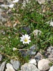 Dichodon cerastoides