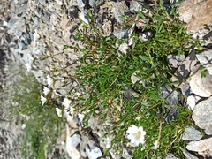 Dichodon cerastoides