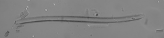 Nitzschia sigmoidea