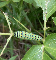 Papilio zelicaon