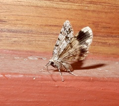 Myrioblephara