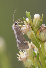 Cisthene liberomacula