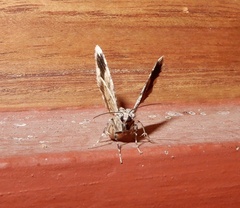 Myrioblephara